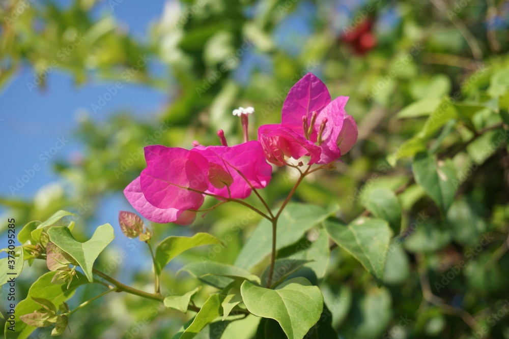 pink Bougainvillea flower in nature garden pink Bougainvillea flower in nature garden