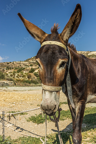 The donkey or ass (Equus africanus asinus) is a domesticated member of the horse family, Equidae. The wild ancestor of the donkey is the African wild ass, E. africanus.