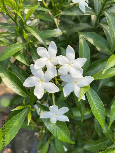 Wrightia flower in nature garden