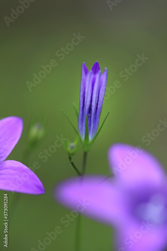 Blue with a purple tint bells on a green background