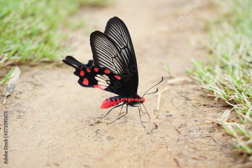 Close  up  butterfly  on  the  ground  with  copy  space.