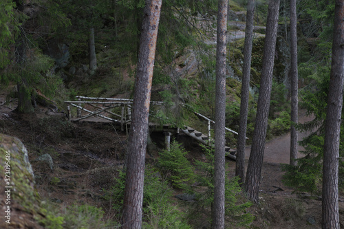 White birch bridge in a fir forest