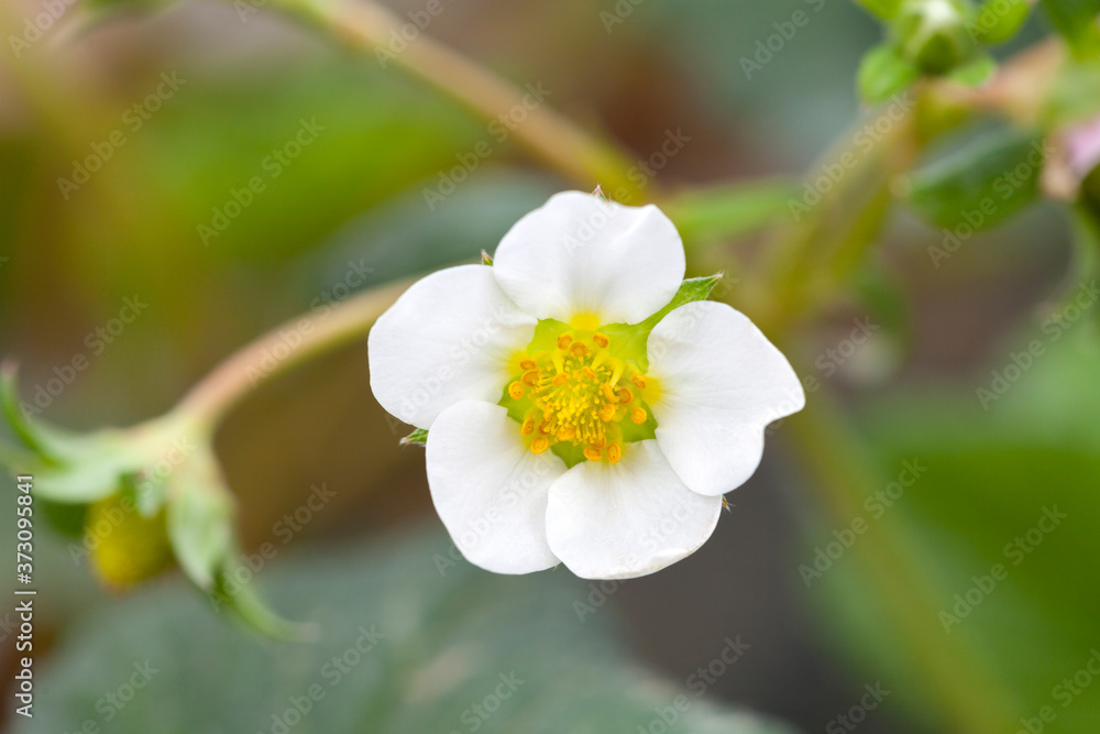Strawberry flower with white petals blooming.