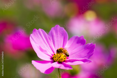 Focus on bee collecting nectar in the cosmos flowers