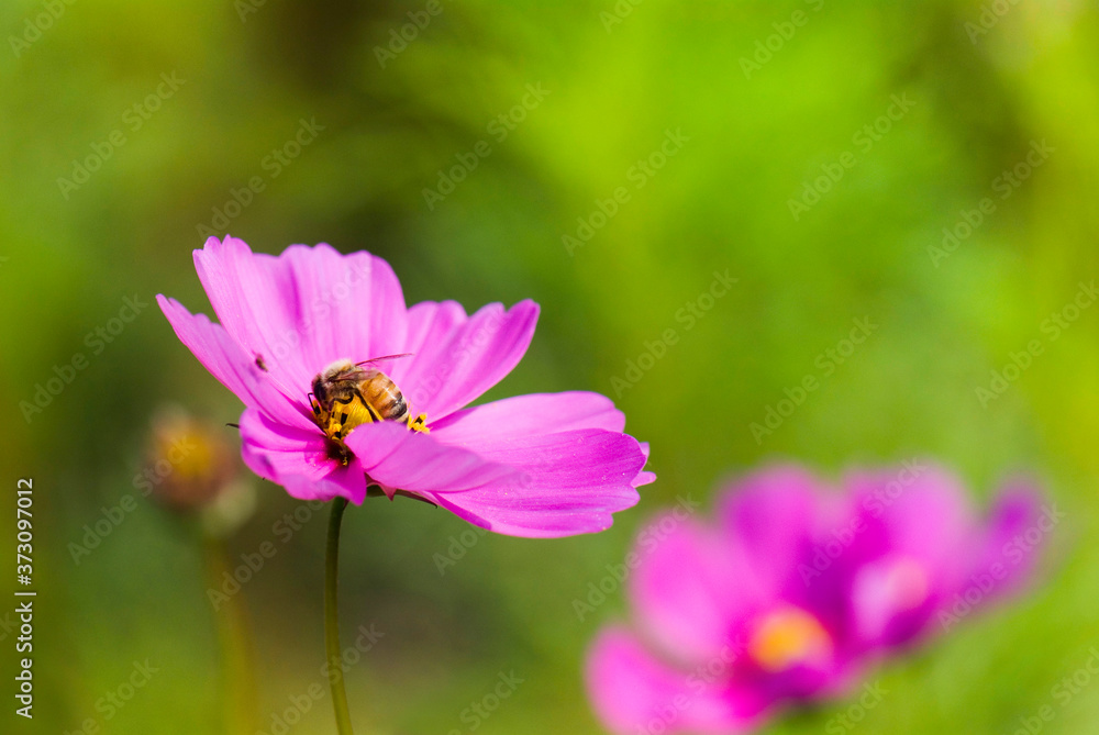 Close-up cosmos flowers with the bee, in the outdoor garden. Close-up cosmos flowers with the bee, in the outdoor garden.