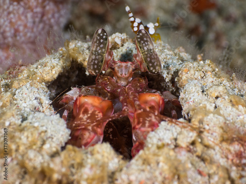 Lisa s mantis shrimp lurking in its burrow