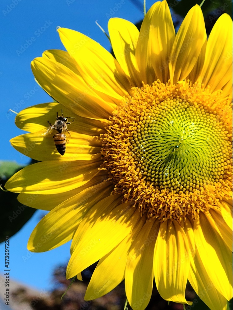 Naklejka premium sunflower and bee