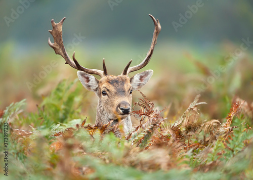 Close up of a Fallow deer standing in the field of ferns