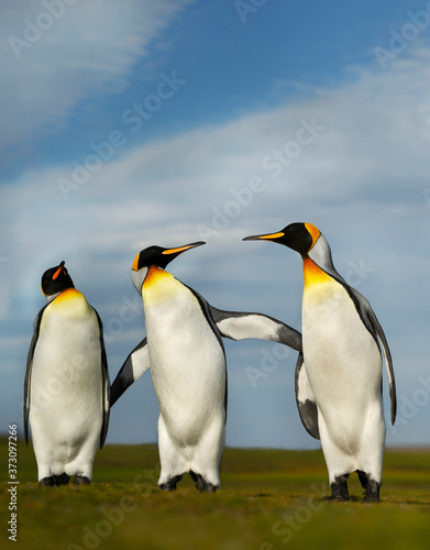 Three King penguins during mating season