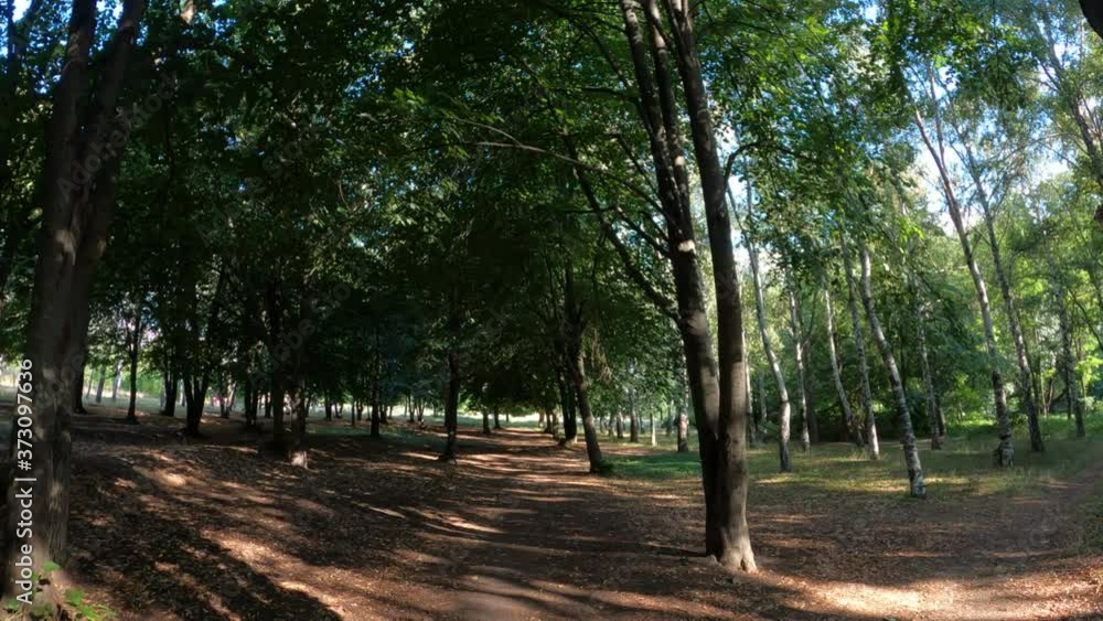 Natural nature in summer - Lots of trees
in the forest. Green nature, trees, leaves, sky. The best day in a birch grove. Natural nature in summer - Lots of trees
in the forest. Green nature, trees, leaves, sky. The best day in a birch grove.