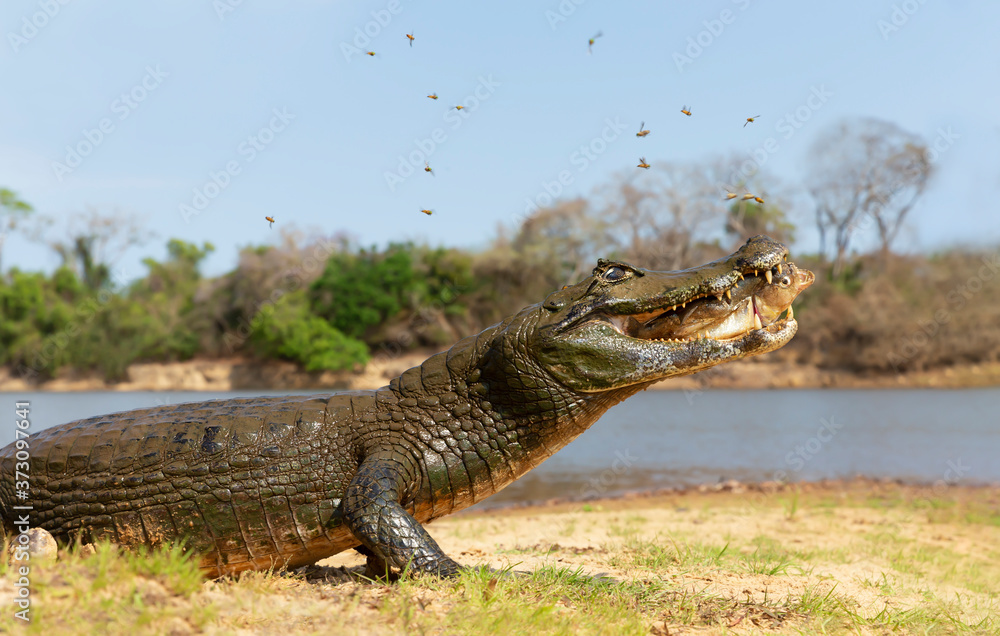 Yacare caiman eating piranha on a river bank Yacare caiman eating piranha on a river bank