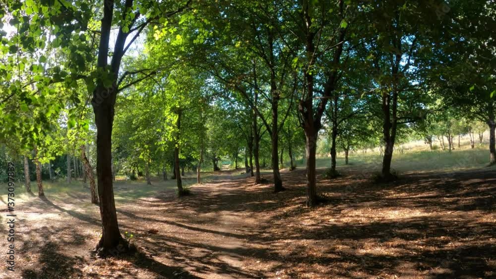 Walk in the summer forest - Lots of trees. Green nature, trees. Birch Grove. Walk in the summer forest - Lots of trees. Green nature, trees. Birch Grove.