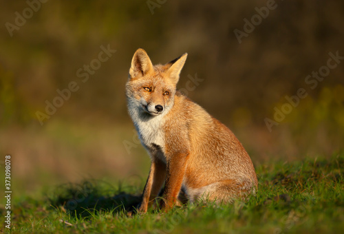 Close up of a young Red fox sitting in grass