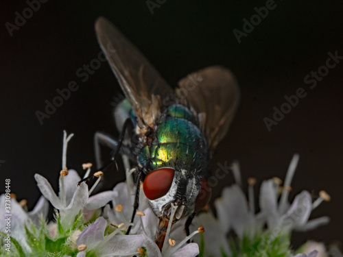 Goldfly, Goldfliege, Schmeissfliege (Lucilia sericata) photo