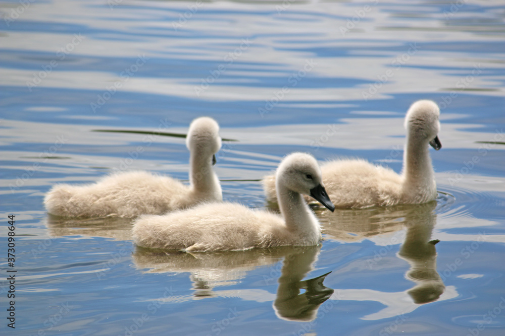 cygnets on a lake	