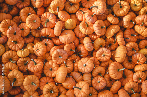Pumpkins on a fall day in October. Mini orange pumpkins. 