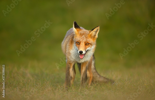 Close up of a playful Red fox standing on grass