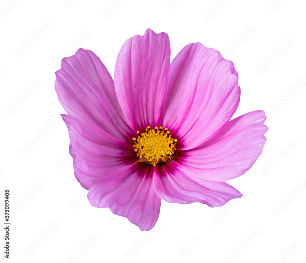 Pink isolated flower on a white background. Cosmos