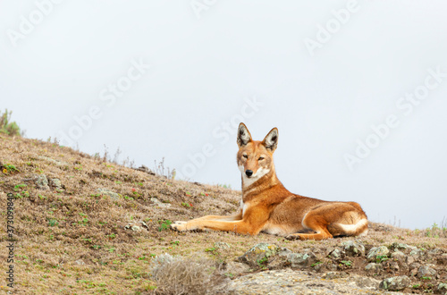 Close up of endangered Ethiopian wolf  lying in Bale mountains  Ethiopia
