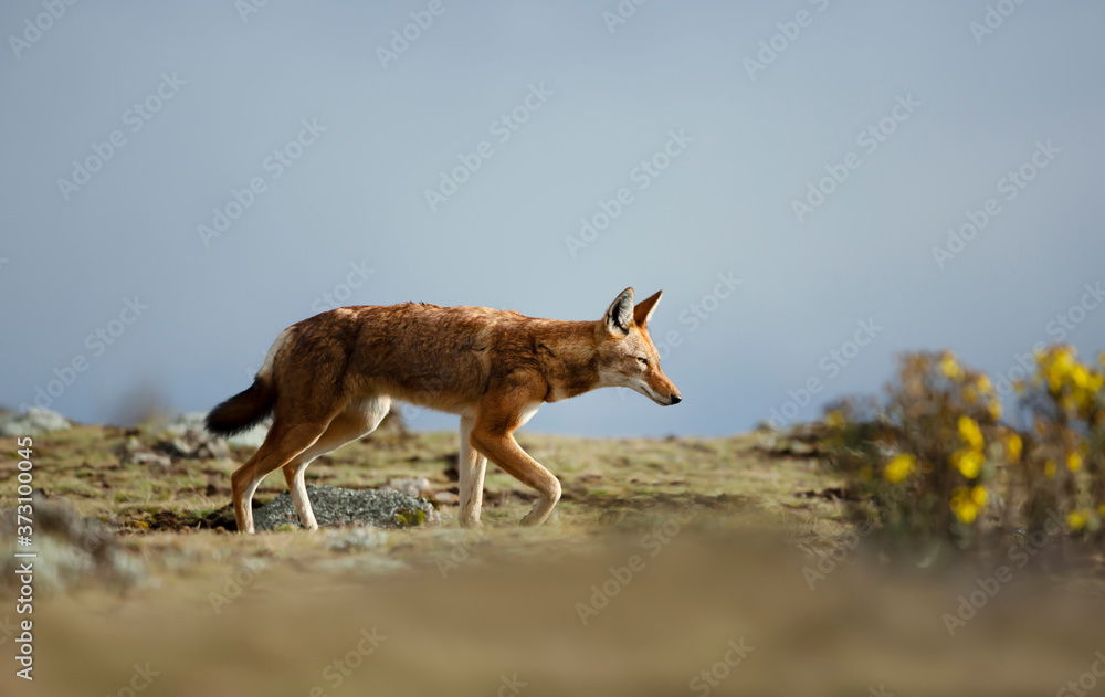 Obraz premium Rare and endangered Ethiopian wolf in the mountains