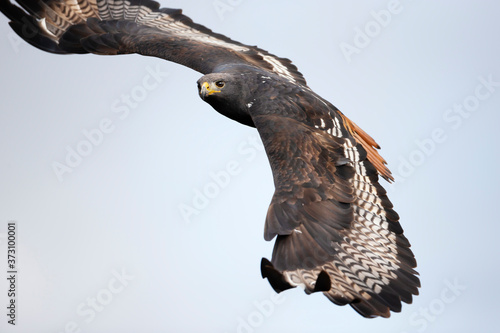 Close up of an Augur buzzard in flight