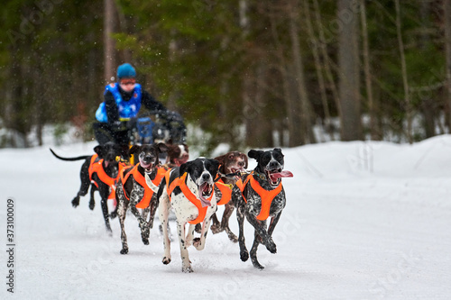 Winter sled dog racing photo