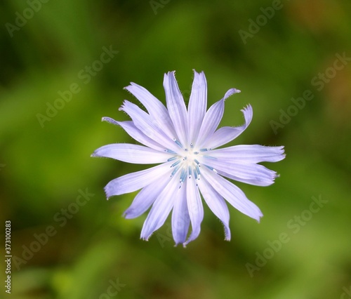 A small purple wildflower with the green background.