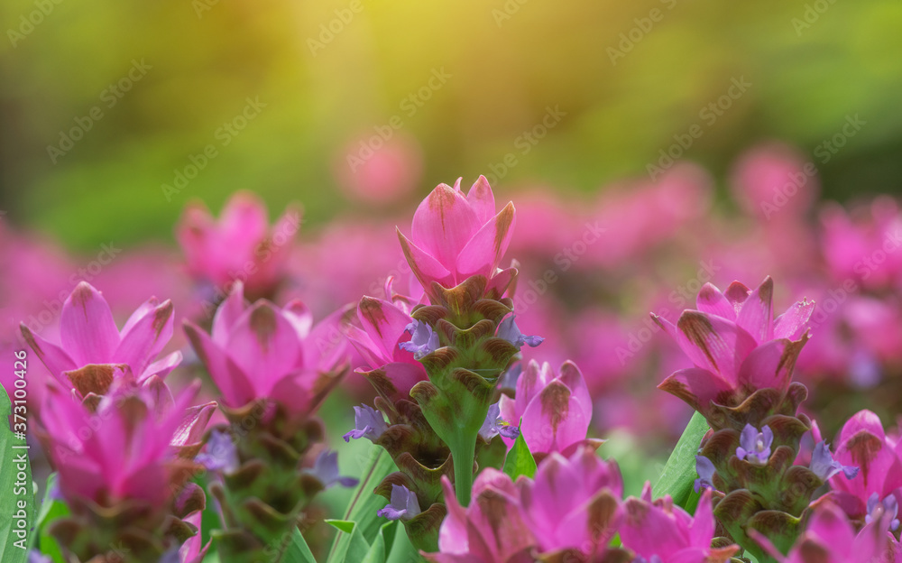 beautiful pink siam tulip flower in nature.