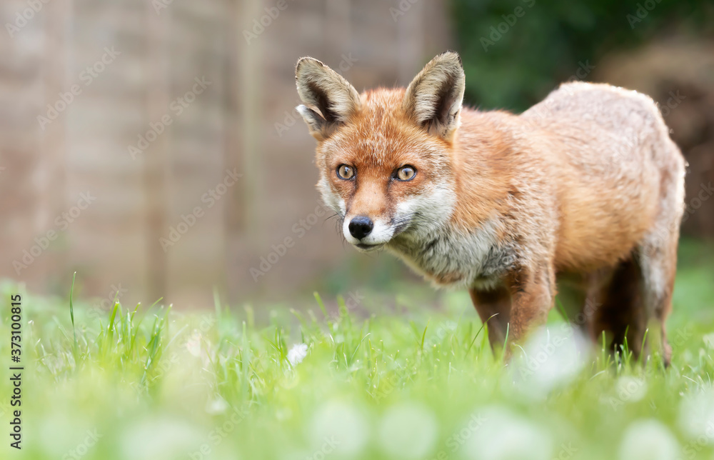 Red fox standing on grass in a garden Red fox standing on grass in a garden