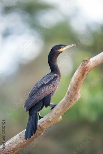 Neotropic cormorant perched on a tree branch