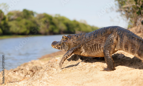 Close up of a Yacare caiman on a river bank