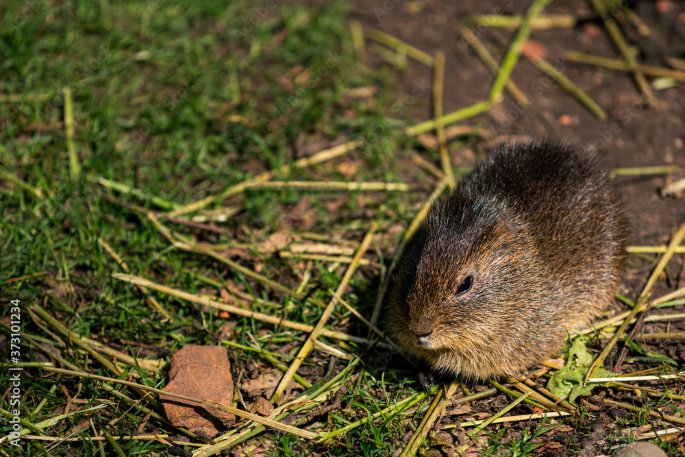 A brown greater guinea pig (cavia magna) enjoying some grass and reed stems in the sun A brown greater guinea pig (cavia magna) enjoying some grass and reed stems in the sun