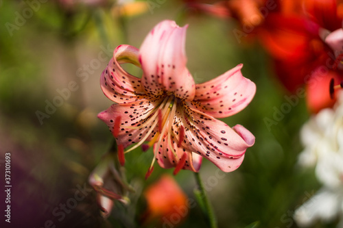 pink tiger lilies in the garden. many colors. beautiful flowers. greenery around