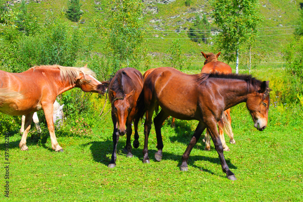 A herd of red, white, and brown horses graze in nature. Animals on free pasture eat green grass.