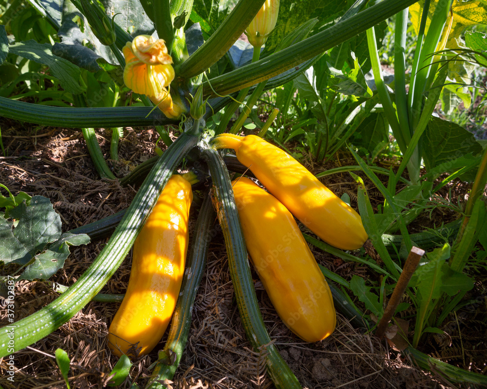 Harvestready yellow Zucchini or Courgette Cucurbita pepo. Stock