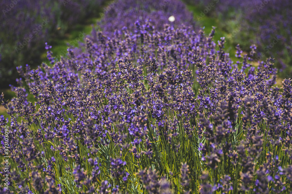 Naklejka premium Beautiful violet flowers in a lavender field with butterflies