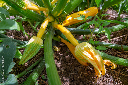 Close up of a yellow Zicchini or Courgette plant - Cucurbita pepo. photo