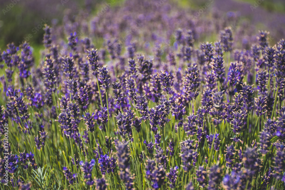 Obraz premium Beautiful violet flowers in a lavender field