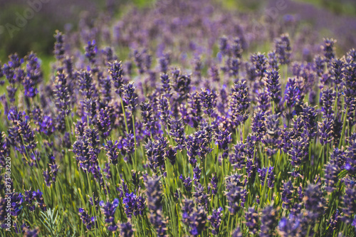 Beautiful violet flowers in a lavender field