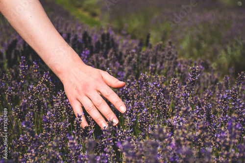 Hand of Caucasian girl caressing flowers in a lavender field