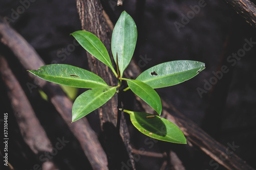 Young mangrove growing from salty water on supporting roots, at low tide.