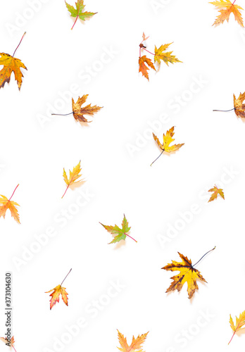 Colorful Autumn leaves concept pattern on the white background. Top view