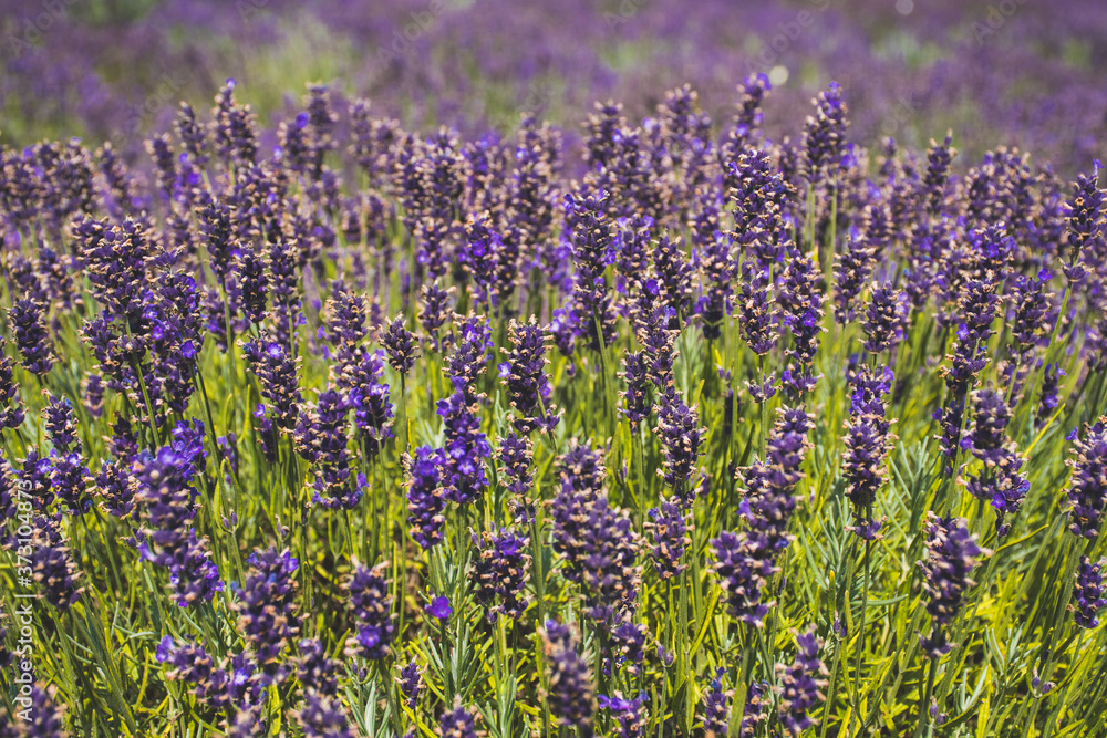 Obraz premium Beautiful violet flowers in a lavender field