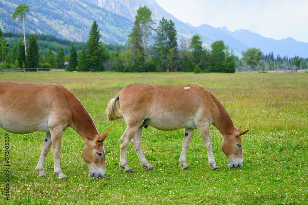 Horses on a ranch in summer in Grand Teton National Park in Wyoming, United States Horses on a ranch in summer in Grand Teton National Park in Wyoming, United States