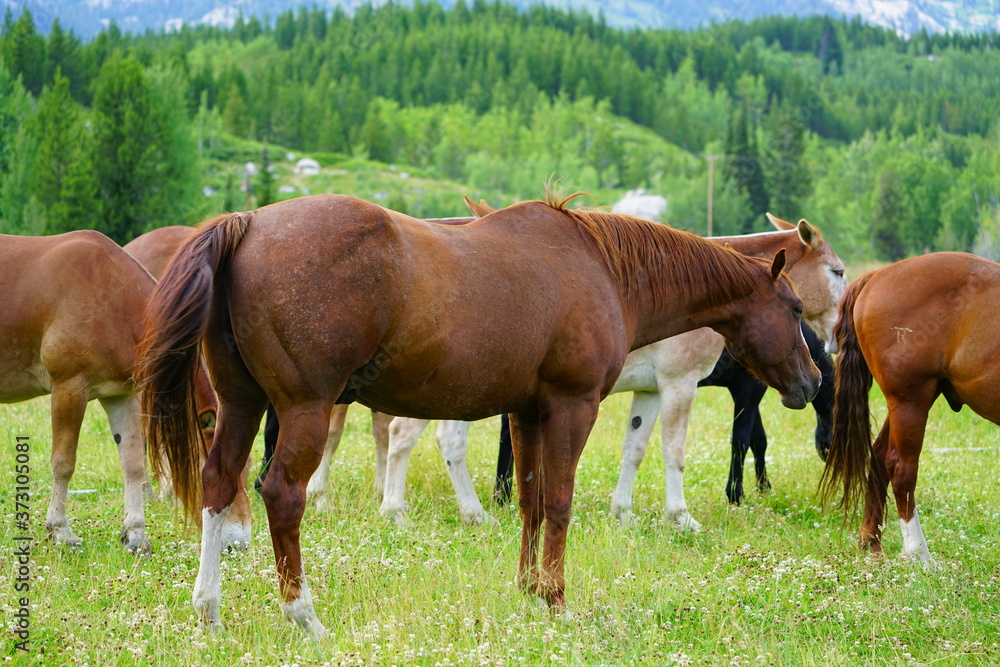 Horses on a ranch in summer in Grand Teton National Park in Wyoming, United States Horses on a ranch in summer in Grand Teton National Park in Wyoming, United States
