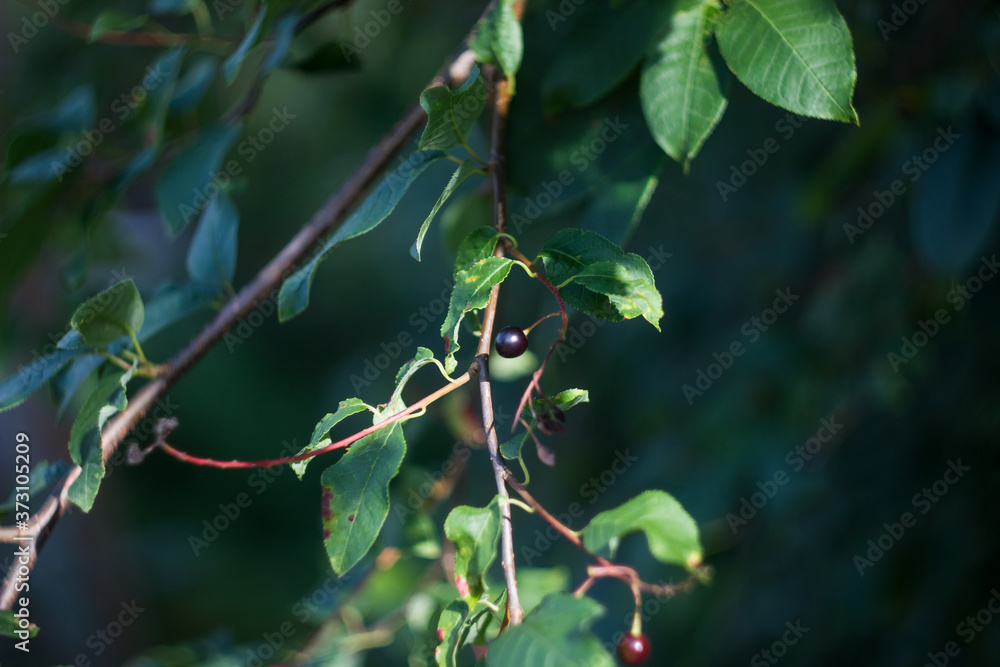 black berries of bird cherry on branches in the wild black berries of bird cherry on branches in the wild