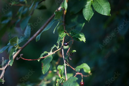 black berries of bird cherry on branches in the wild
