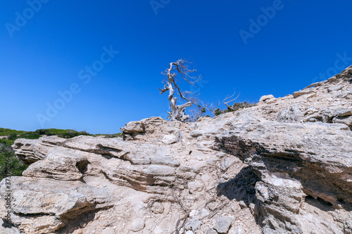 A lonely sun-dried tree on a rocky seaside