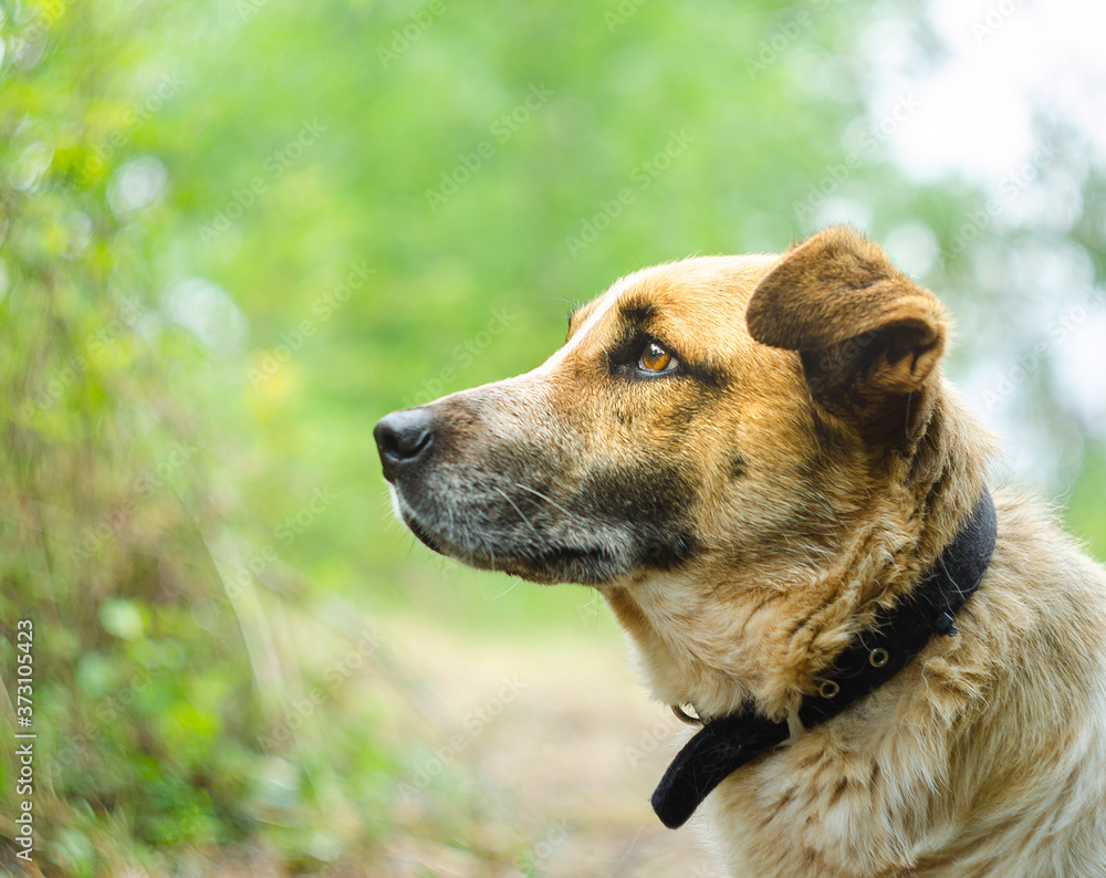 Portrait of a brown dog in the nature alone Portrait of a brown dog in the nature alone