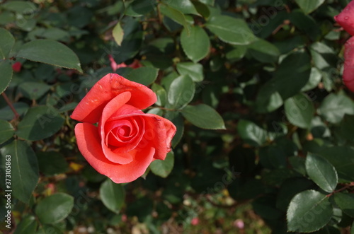 Pink Flower of Rose 'Graf Lennart' in Full Bloom
